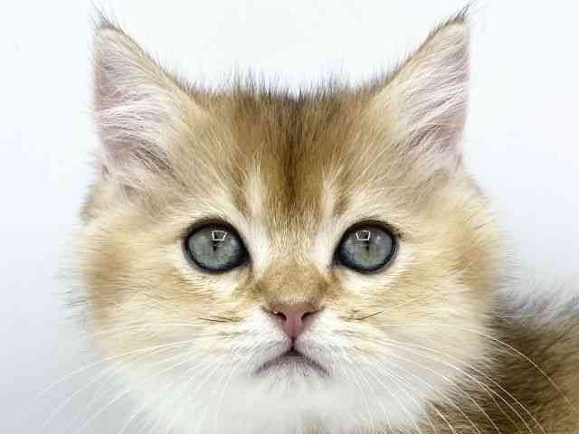 大阪府のブリティッシュショートヘアー (ひごペットフレンドリーららぽーとEXPOCITY店/2025年10月8日生まれ/男の子/シェーデットゴールデン)の子猫の1枚目の画像