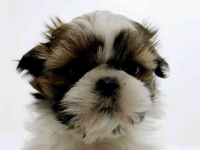 広島県のシーズー (ひごペットフレンドリーフジグラン神辺店/2025年10月5日生まれ/女の子/ゴールドホワイト)の子犬