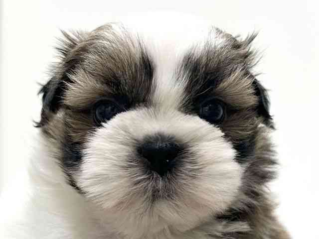 愛知県のシーズー (ひごペットフレンドリーららぽーと名古屋みなとアクルス店/2025年10月5日生まれ/女の子/ゴールドホワイト)の子犬の1枚目の画像