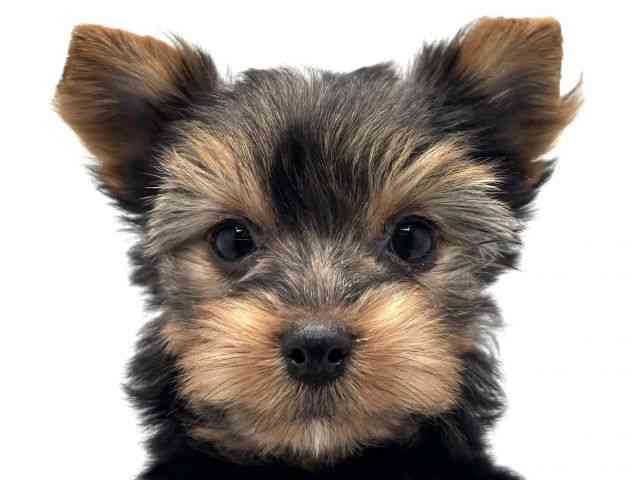 大阪府のヨークシャーテリア (ひごペットフレンドリーみのおキューズモール店/2025年10月5日生まれ/女の子/スチールブルータン)の子犬の1枚目の画像