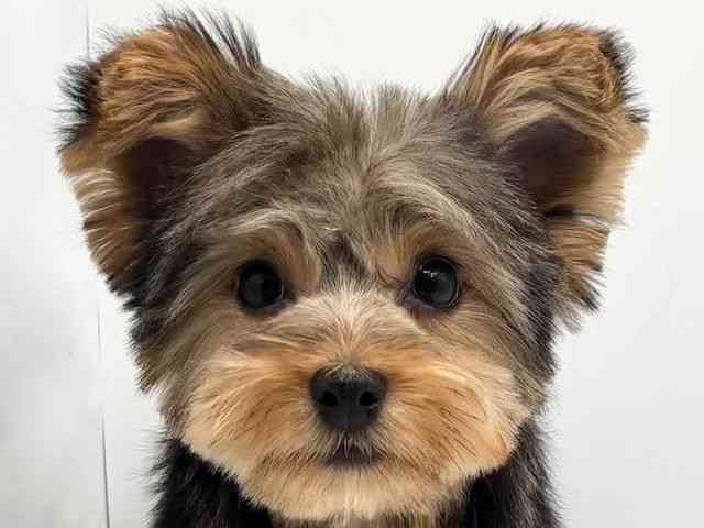 大阪府のヨークシャーテリア (ひごペットフレンドリーみのおキューズモール店/2025年10月5日生まれ/女の子/スチールブルータン)の子犬の1枚目の画像