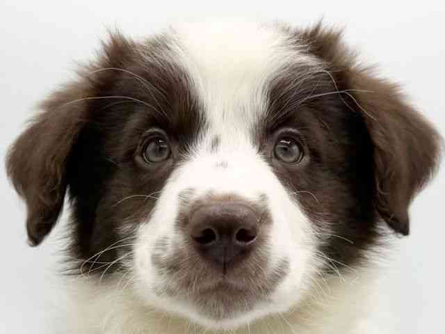 大阪府のボーダーコリー (ひごペットフレンドリーららぽーとEXPOCITY店/2025年10月2日生まれ/女の子/チョコレートホワイト)の子犬の1枚目の画像