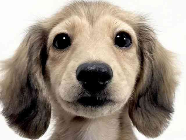 京都府のミニチュアダックスフンド(ロング) (ひごペットフレンドリーイズミヤショッピングセンター八幡店/2025年10月7日生まれ/女の子/シェーデットイエロー)の子犬の1枚目の画像