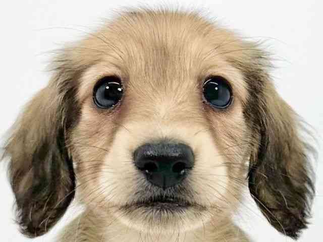 京都府のミニチュアダックスフンド(ロング) (ひごペットフレンドリーイズミヤショッピングセンター八幡店/2025年10月7日生まれ/女の子/シェーデットイエロー)の子犬の1枚目の画像