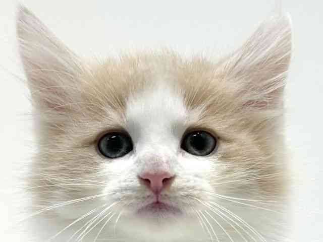 大阪府のノルウェージャンフォレストキャット (ひごペットフレンドリーイオン高槻店/2025年9月29日生まれ/男の子/クリームタビーホワイト)の子猫の1枚目の画像