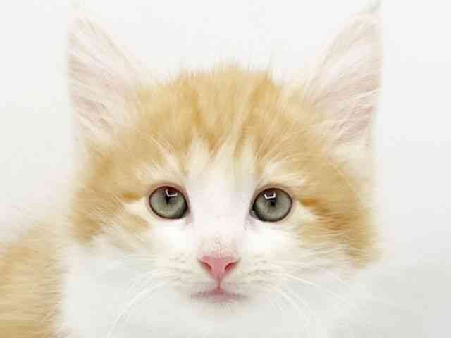 兵庫県のノルウェージャンフォレストキャット (ひごペットフレンドリーコロワ甲子園店/2025年9月29日生まれ/女の子/レッドタビーホワイト)の子猫