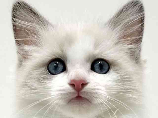 大阪府のラグドール (ひごペットフレンドリーイオン高槻店/2025年10月1日生まれ/女の子/ブルーポイントバイカラー)の子猫の1枚目の画像