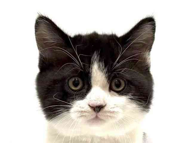 愛知県のスコティッシュフォールド (ひごペットフレンドリーヴィアモール アピタ江南西店/2025年10月7日生まれ/男の子/ブラックホワイト)の子猫の1枚目の画像