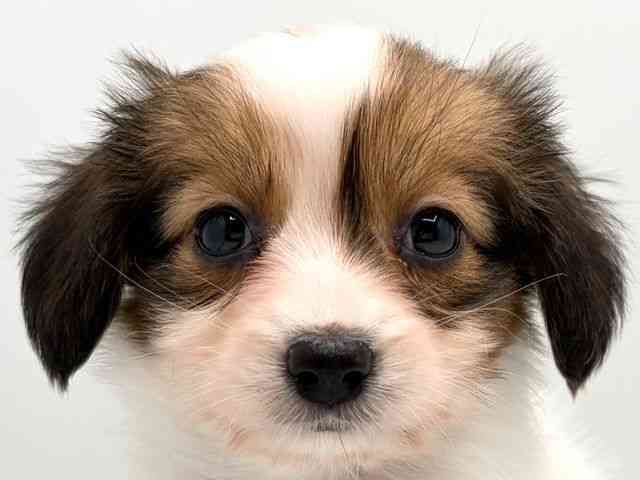 奈良県のパピヨン (ひごペットフレンドリー田原本店/2025年10月8日生まれ/男の子/ホワイトブラウン)の子犬の1枚目の画像