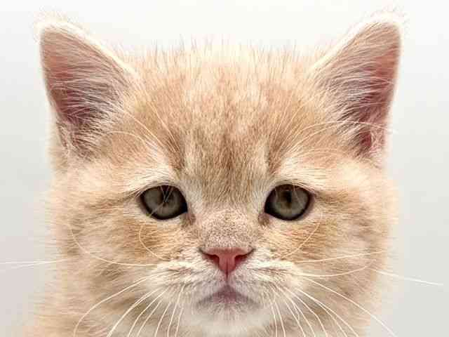 奈良県のスコティッシュフォールド (ひごペットフレンドリー田原本店/2025年10月8日生まれ/男の子/クリームタビー)の子猫の1枚目の画像