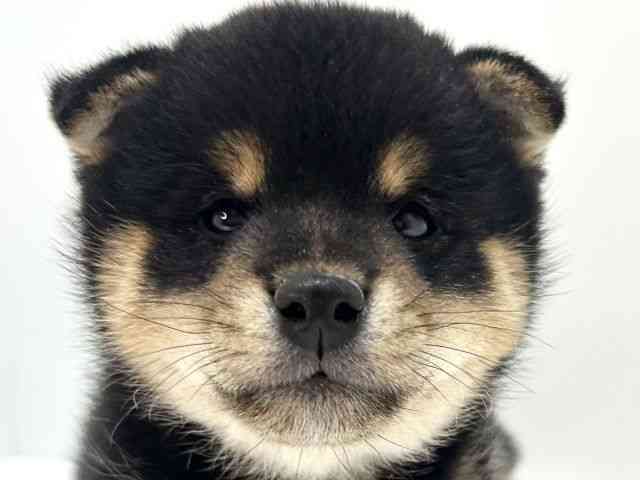 大阪府の柴犬(標準サイズ) (ひごペットフレンドリーいこらもーる泉佐野店/2025年10月8日生まれ/男の子/黒)の子犬の1枚目の画像