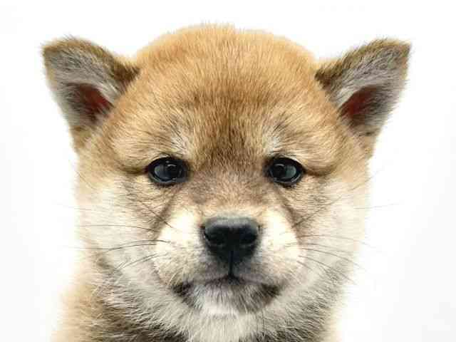 大阪府の柴犬(標準サイズ) (ひごペットフレンドリーイトーヨーカドー津久野店/2025年10月8日生まれ/男の子/赤)の子犬の1枚目の画像