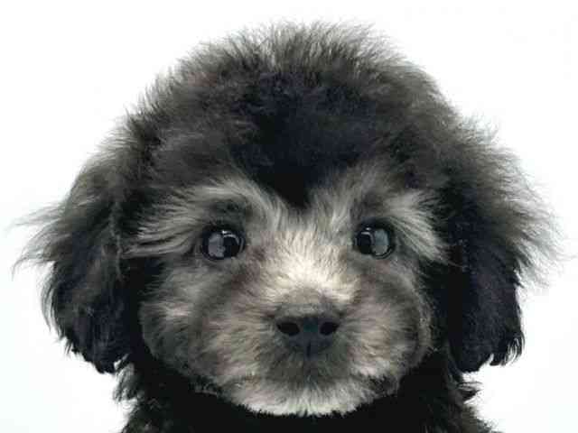 大阪府のトイプードル(トイ) (ひごペットフレンドリーイトーヨーカドー津久野店/2025年10月6日生まれ/男の子/グレー)の子犬の1枚目の画像