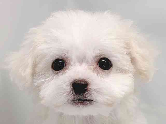 京都府のビションフリーゼ (ひごペットフレンドリー洛北阪急スクエア店/2025年10月5日生まれ/女の子/ホワイト)の子犬の1枚目の画像