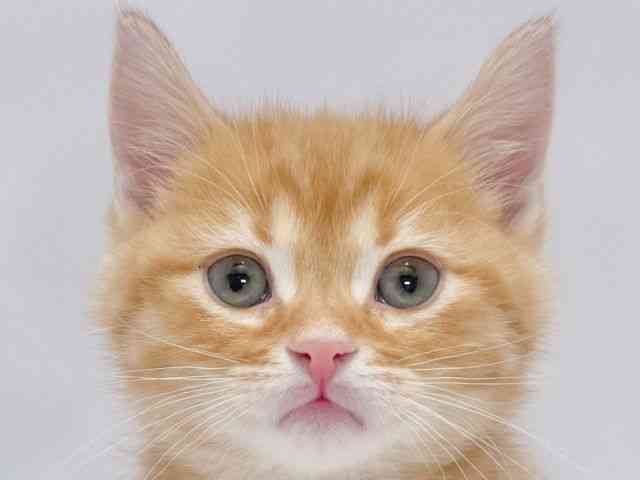 大阪府のマンチカン (ひごペットフレンドリーイズミヤショッピングセンター千里丘店/2025年10月9日生まれ/男の子/レッドタビー)の子猫の1枚目の画像