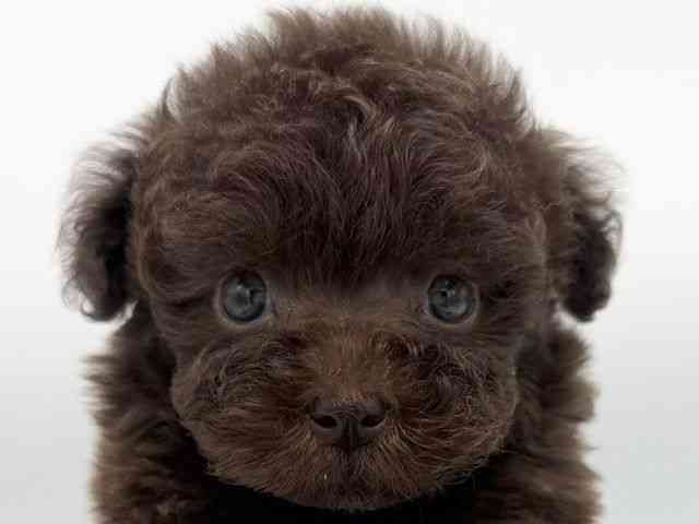 大阪府のトイプードル(トイ) (ひごペットフレンドリーららぽーとEXPOCITY店/2025年10月9日生まれ/男の子/ブラウン)の子犬の1枚目の画像