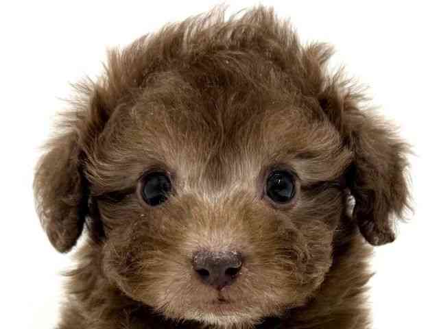 大阪府のトイプードル(トイ) (ひごペットフレンドリーくずはモール店/2025年10月9日生まれ/男の子/シルバーベージュ)の子犬