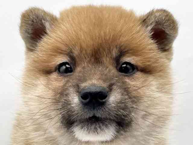 奈良県の柴犬(標準サイズ) (ひごペットフレンドリートナリエ大和高田店/2025年10月8日生まれ/男の子/赤)の子犬の1枚目の画像