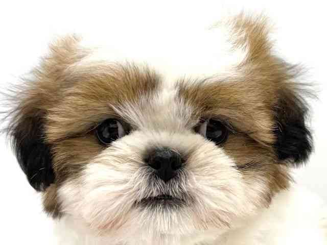 大阪府のシーズー (ひごペットフレンドリーイオンタウン茨木太田店/2025年10月8日生まれ/男の子/ホワイトゴールド)の子犬の1枚目の画像