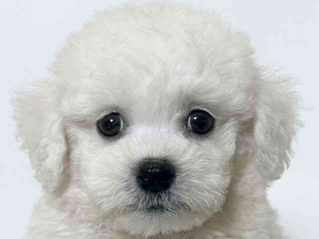 大阪府のビションフリーゼ (ひごペットフレンドリーアクロスプラザ住之江店/2025年10月8日生まれ/男の子/ホワイト)の子犬の1枚目の画像