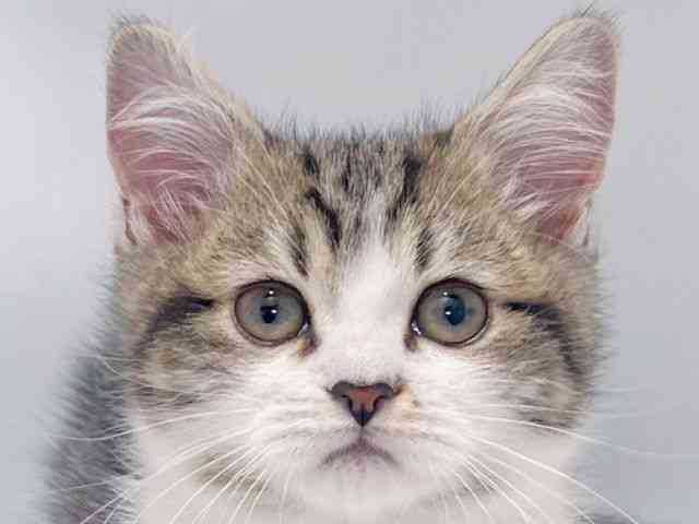 大阪府のミヌエット (ひごペットフレンドリーイズミヤショッピングセンター千里丘店/2025年9月28日生まれ/男の子/ブラウンタビーホワイト)の子猫の1枚目の画像