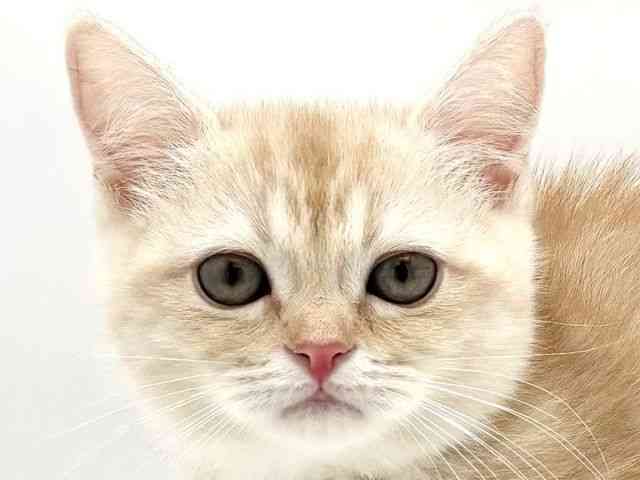 兵庫県のミヌエット (ひごペットフレンドリークラウンパーク伊丹店/2025年9月28日生まれ/男の子/クリームタビー)の子猫の1枚目の画像