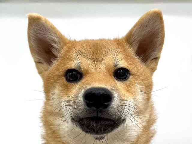 2025年5月31日生まれの柴犬(標準サイズ)