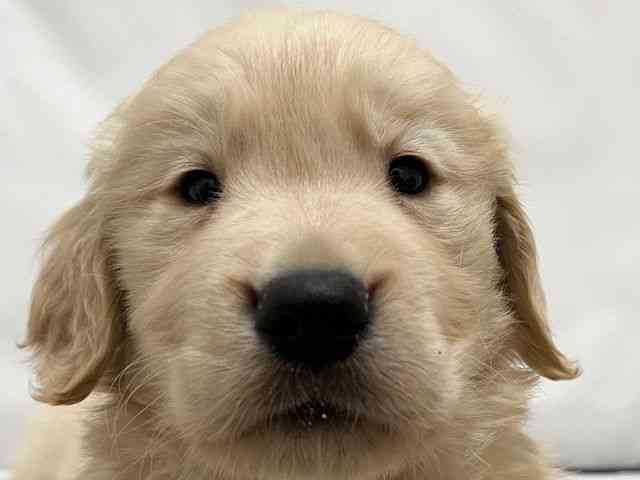 和歌山県のゴールデンレトリバー (ひごペットフレンドリーパームシティ和歌山店/2025年10月11日生まれ/男の子/ゴールデン)の子犬の1枚目の画像