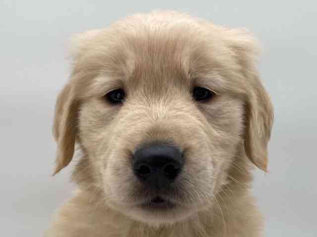 島根県のゴールデンレトリバー (ひごペットフレンドリーイオンモール出雲店/2025年10月11日生まれ/女の子/ゴールデン)の子犬の1枚目の画像