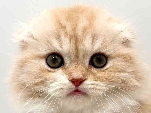 奈良県のスコティッシュフォールド (ひごペットフレンドリー田原本店/2025年10月12日生まれ/男の子/クリームタビーホワイト)の子猫の1枚目の画像