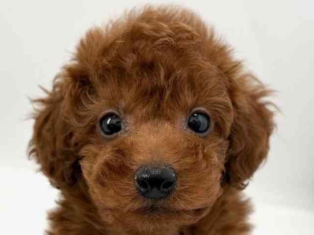 京都府のトイプードル(トイ) (ひごペットフレンドリー京都店/2025年10月11日生まれ/男の子/レッド)の子犬の1枚目の画像