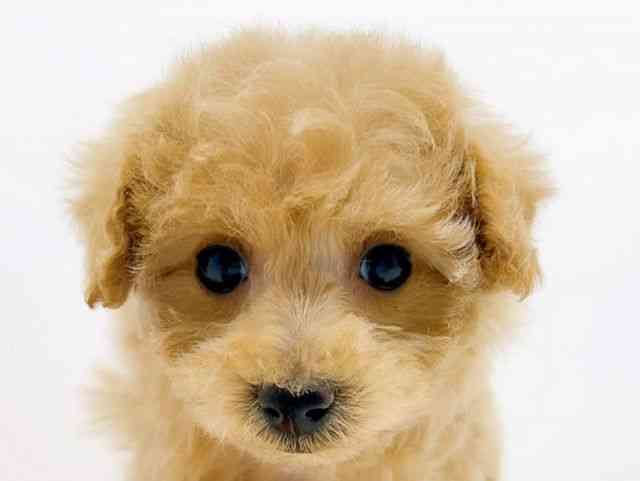 広島県のトイプードル(トイ) (ひごペットフレンドリーフジグラン神辺店/2025年10月4日生まれ/女の子/アプリコット)の子犬の1枚目の画像