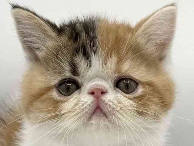 大阪府のエキゾチック (ひごペットフレンドリーららぽーとEXPOCITY店/2025年10月11日生まれ/女の子/キャリコ)の子猫の1枚目の画像