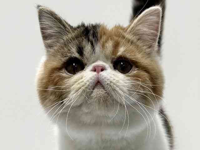 愛知県のエキゾチック (ひごペットフレンドリーららぽーと名古屋みなとアクルス店/2025年10月11日生まれ/女の子/キャリコ)の子猫の1枚目の画像