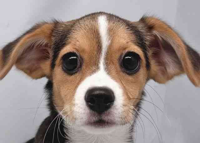 鳥取県のハーフ犬・ミックス犬 (ひごペットフレンドリーイオンモール鳥取北店/2025年10月7日生まれ/女の子/ブラックタンホワイト)の子犬の1枚目の画像