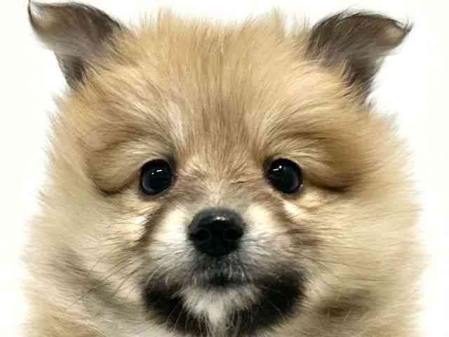 大阪府のハーフ犬・ミックス犬 (ひごペットフレンドリーイオン高槻店/2025年10月8日生まれ/男の子/セーブルホワイト)の子犬の1枚目の画像