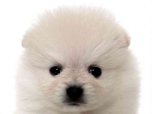 大阪府のポメラニアン (ひごペットフレンドリーアクロスプラザ住之江店/2025年10月11日生まれ/男の子/クリーム)の子犬の1枚目の画像