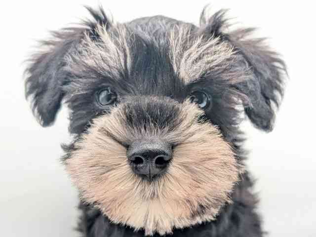 香川県のミニチュアシュナウザー (ひごペットフレンドリーゆめタウン高松店/2025年10月10日生まれ/女の子/ブラックシルバー)の子犬の1枚目の画像