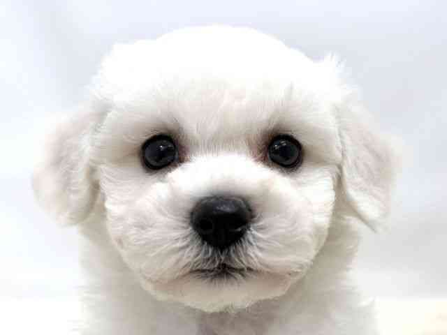 広島県のビションフリーゼ (ひごペットフレンドリーゆめタウン廿日市店/2025年10月10日生まれ/男の子/ホワイト)の子犬の1枚目の画像