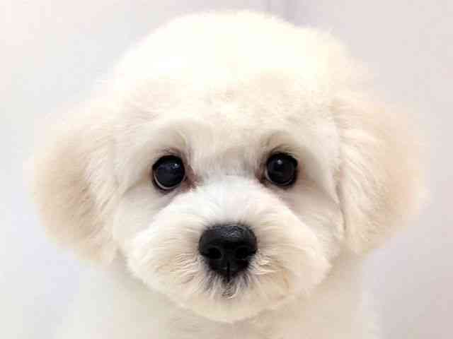 広島県のビションフリーゼ (ひごペットフレンドリーゆめタウン廿日市店/2025年10月10日生まれ/男の子/ホワイト)の子犬の1枚目の画像