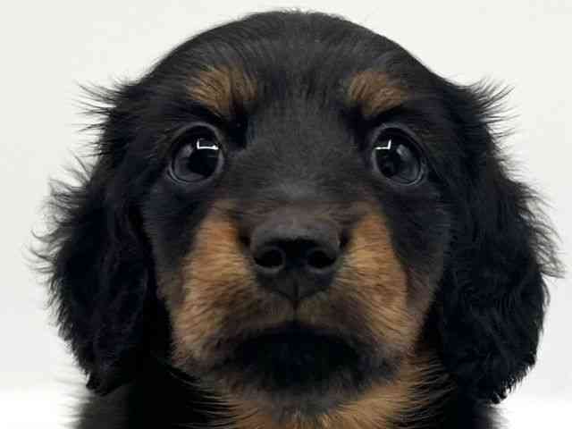 京都府のミニチュアダックスフンド(ロング) (ひごペットフレンドリーイオンモール高の原店/2025年10月10日生まれ/女の子/ブラックタン)の子犬の1枚目の画像