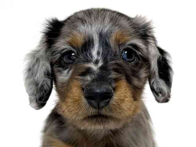 兵庫県のミニチュアダックスフンド(ロング) (ひごペットフレンドリーイトーヨーカドー明石店/2025年10月10日生まれ/女の子/シルバーダップル)の子犬の1枚目の画像