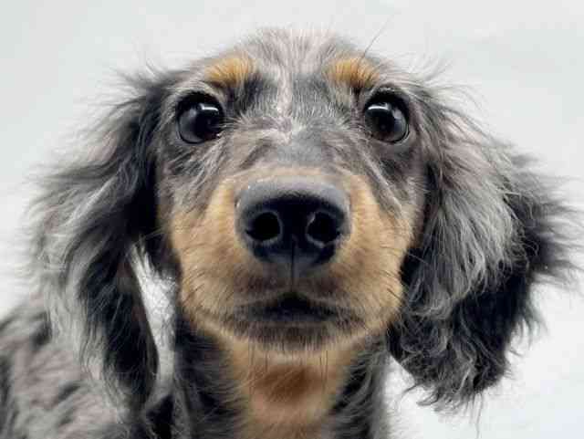 奈良県のミニチュアダックスフンド(ロング) (ひごペットフレンドリートナリエ大和高田店/2025年10月10日生まれ/女の子/シルバーダップル)の子犬の1枚目の画像