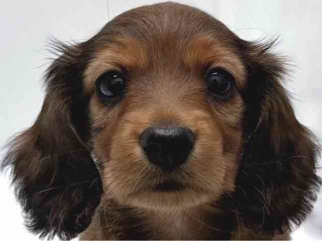 京都府のカニンヘンダックスフンド(ロング) (ひごペットフレンドリー京都店/2025年10月11日生まれ/女の子/レッド)の子犬の1枚目の画像