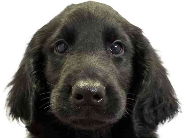 愛媛県のフラットコーテッドレトリーバー (ひごペットフレンドリーエミフルMASAKI店/2025年10月9日生まれ/男の子/ブラック)の子犬の1枚目の画像