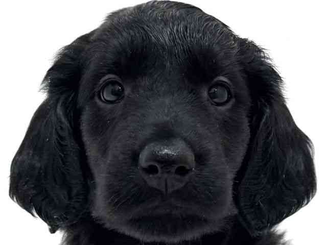 大阪府のフラットコーテッドレトリーバー (ひごペットフレンドリーくずはモール店/2025年10月9日生まれ/女の子/ブラック)の子犬