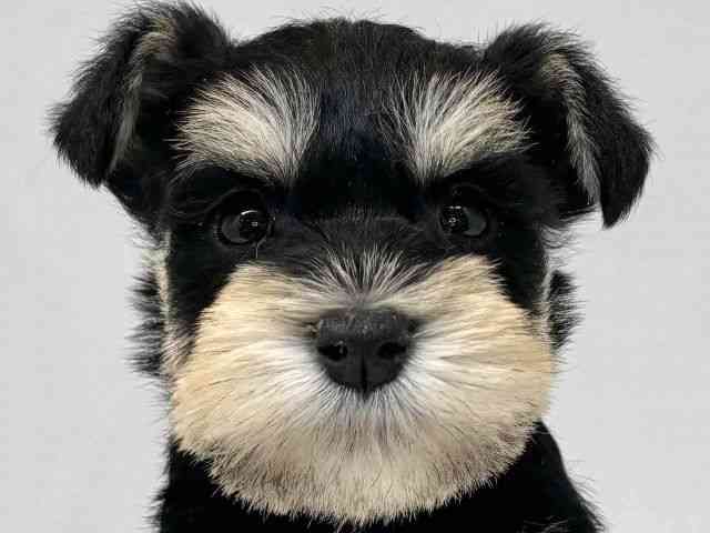 大阪府のミニチュアシュナウザー (ひごペットフレンドリーセブンパーク天美店/2025年10月11日生まれ/男の子/ブラックシルバー)の子犬の1枚目の画像