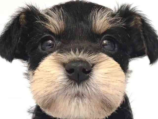 大阪府のミニチュアシュナウザー (ひごペットフレンドリー岸和田店/2025年10月11日生まれ/男の子/ブラックシルバー)の子犬の1枚目の画像