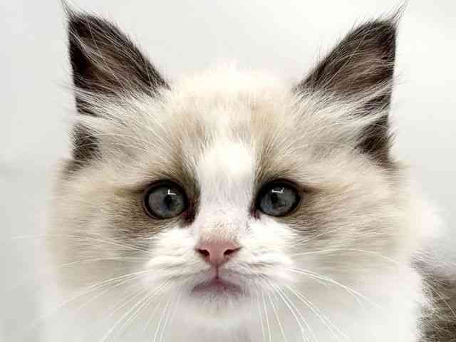 兵庫県のラグドール (ひごペットフレンドリークラウンパーク伊丹店/2025年10月10日生まれ/女の子/シールポイントバイカラー)の子猫の1枚目の画像