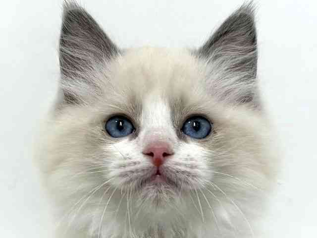 大阪府のラグドール (ひごペットフレンドリーベルファⅡ都島店/2025年10月10日生まれ/女の子/ブルーポイントバイカラー)の子猫の1枚目の画像